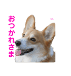 コーギー×40（個別スタンプ：35）