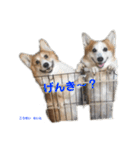 コーギー×40（個別スタンプ：39）