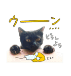 ラブコCAT'Sスタンプ（個別スタンプ：12）