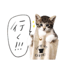 ラブコCAT'Sスタンプ（個別スタンプ：13）