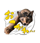 ラブコCAT'Sスタンプ（個別スタンプ：14）