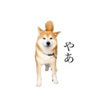 柴犬善さん（個別スタンプ：1）