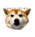 柴犬善さん（個別スタンプ：2）