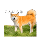 柴犬善さん（個別スタンプ：3）