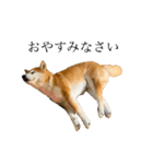 柴犬善さん（個別スタンプ：4）