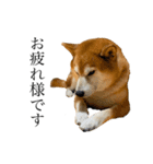 柴犬善さん（個別スタンプ：5）