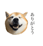 柴犬善さん（個別スタンプ：6）