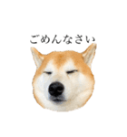 柴犬善さん（個別スタンプ：7）