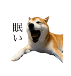 柴犬善さん（個別スタンプ：8）