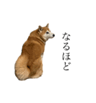 柴犬善さん（個別スタンプ：9）