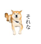 柴犬善さん（個別スタンプ：10）