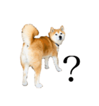 柴犬善さん（個別スタンプ：11）