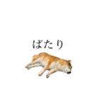 柴犬善さん（個別スタンプ：12）