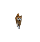 柴犬善さん（個別スタンプ：13）