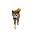 柴犬善さん（個別スタンプ：14）