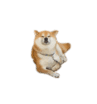 柴犬善さん（個別スタンプ：15）
