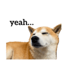 柴犬善さん（個別スタンプ：16）