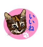 ゆみチャン猫（個別スタンプ：2）