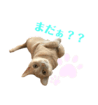 グベリコの日常（個別スタンプ：3）