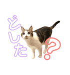 グベリコの日常（個別スタンプ：4）