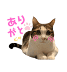 グベリコの日常（個別スタンプ：12）