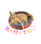グベリコの日常（個別スタンプ：17）