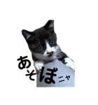 黒白猫ハチワレうにめろちゃん（個別スタンプ：2）