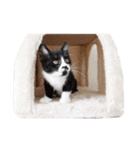 黒白猫ハチワレうにめろちゃん（個別スタンプ：9）