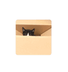 黒白猫ハチワレうにめろちゃん（個別スタンプ：21）