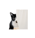 黒白猫ハチワレうにめろちゃん（個別スタンプ：22）