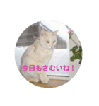 にゃーこの気まぐれな冬（個別スタンプ：4）