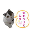にゃーこの気まぐれな冬（個別スタンプ：7）