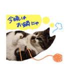 にゃーこの気まぐれな冬（個別スタンプ：8）