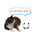 にゃーこの気まぐれな冬（個別スタンプ：16）