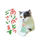 にゃーこの気まぐれな冬（個別スタンプ：18）