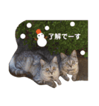 にゃーこの気まぐれな冬（個別スタンプ：19）