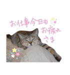 にゃーこの気まぐれな冬（個別スタンプ：21）