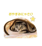 にゃーこの気まぐれな冬（個別スタンプ：23）