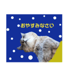 にゃーこの気まぐれな冬（個別スタンプ：24）