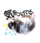chocotaro.2（個別スタンプ：12）