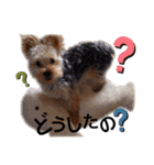 chocotaro.2（個別スタンプ：15）