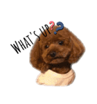 chocotaro.2（個別スタンプ：16）