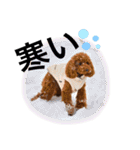 chocotaro.2（個別スタンプ：17）