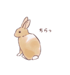 自由気ままに暮らすうさぎ達（個別スタンプ：3）