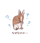 自由気ままに暮らすうさぎ達（個別スタンプ：38）