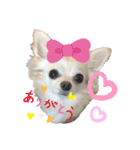 チワワのココやん（個別スタンプ：4）