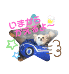 チワワのココやん（個別スタンプ：8）
