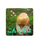 森のこびとたちのごあいさつ4（個別スタンプ：2）