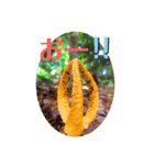 森のこびとたちのごあいさつ4（個別スタンプ：3）