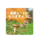 森のこびとたちのごあいさつ4（個別スタンプ：6）